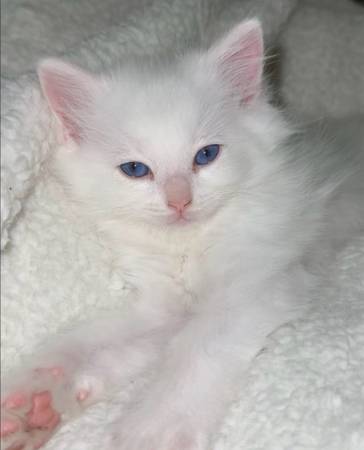 Ragdoll kitten rehoming (West Covina)63905558340099120