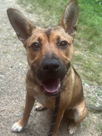 Large Mixed Puppy (Franklin)64145662636546120