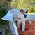 Frenchie and Chihuahua Puppies 3 thumbnail