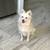 Pomsky Pups 3 thumbnail