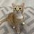 Orange Cat - $50 to good home! 2 thumbnail