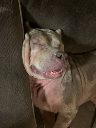 Mearl bully (Sacramento)563232455032186882