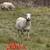KHSI Katahdin sheep 4 thumbnail