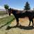 Standing at stud AQHA Smoky black stallion 2 thumbnail