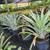 Bromeliads plants More than 50 different Varieties For Sale 7 thumbnail