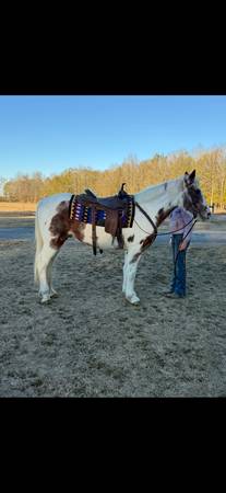 Gaited Gelding 1