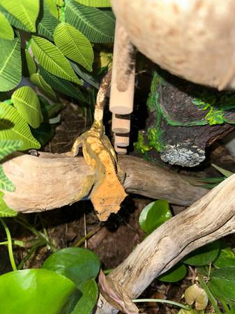 Male Crested Gecko (Antioch)63477494144769122