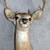 6 POINT BUCK DEER HEAD 5 thumbnail