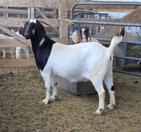 Boer doe 1