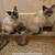 Siamese kittens 5 thumbnail