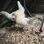 Oliver Egger/Easter Egger hens and roosters 5 thumbnail