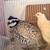 Quails for Sale 1 thumbnail