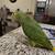 Amazon parrot double yellow head 2 thumbnail