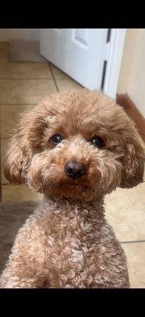 Toy poodle (Baldwin Park)63893600926850120