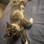 Affectionate Diva needs a forever home <3 2 thumbnail