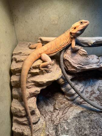 Young Beardie looking for new home (Killeen)63839345392003122