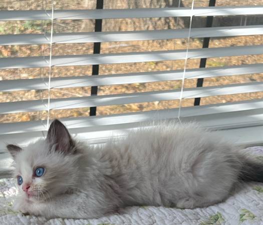 Ragdoll Kittens – Gentle, Gorgeous, and Home-Raised (Austin & DFW) (Austin)64141767985665122