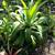 Agaves-various types and sizes-Variegated, Blue, Blue-Green and Aloes 1 thumbnail