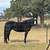 Quarter Horse Grade Mare 1 thumbnail