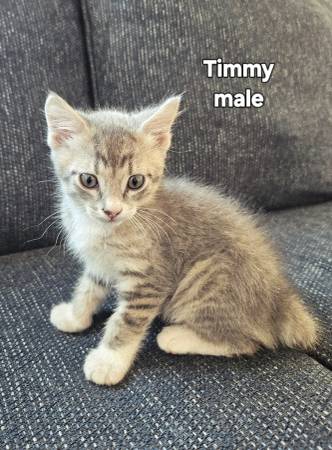 Bottle fed kittens (East Brighton)63963640365698123