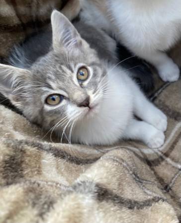 Kittens Kittens (Olympia)63874561000067121