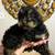 Miniature Phantom Poodle 2 thumbnail