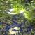 Blue Diamond Neocaridina freshwater aquarium shrimp 1 thumbnail