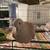 Button quail and dove for rehoming 4 thumbnail