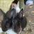 Baby bunnies 2 thumbnail