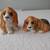 Beagle / Basset Hound Figurines (Set of 2) 1 thumbnail