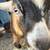 Pygmy goats 5 thumbnail