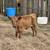 Dexter Cattle 5 thumbnail