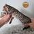 Exotic Savannah Kittens 1k 5 thumbnail