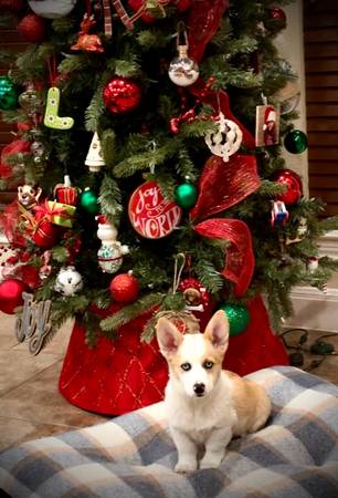 Corgi for Adoption 1