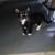 Kittens 4 thumbnail