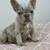 Merle French Bulldogs (females ) 10 thumbnail