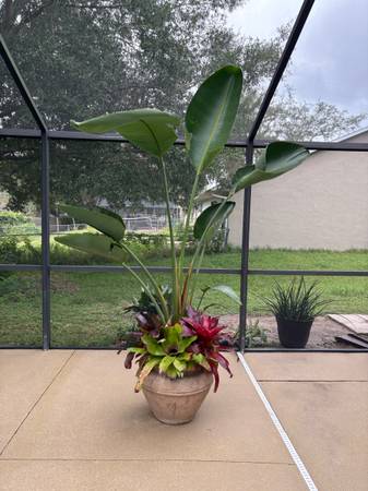 9 foot bird of paradise with pot and bromeliads 1