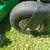 BOB CAT Zero turn mower 61inch ZT-227 professional grade 12 thumbnail