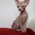 Sphynx Kittens 10 thumbnail