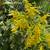 GOLDENROD-Excellent Native Perennial Plant for Pollinators 5 thumbnail