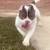 Exotic Bully Puppies 8 thumbnail
