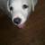 Golden retriever black lab mix puppies 1 thumbnail