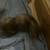 Cute black and biege kitten 12 thumbnail