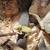Baby Piebald Veiled Chameleons 1 thumbnail