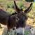Donkey/ burro 2 thumbnail
