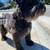Pet sitter, pet boarding, dog sitter  $20.00 coupon  on 1st rover booking 19 thumbnail