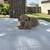 Canary Mastiff puppies 1 thumbnail