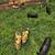KenuKenu piglets 1 thumbnail