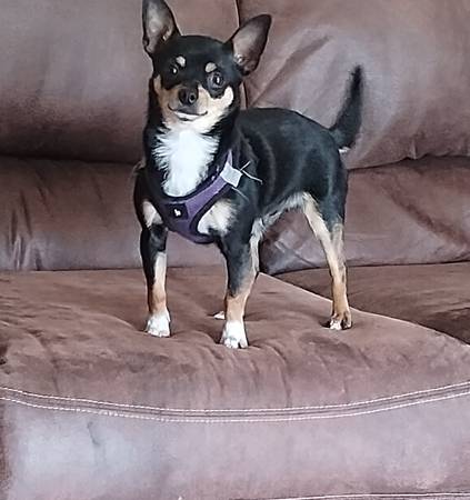 Chihuahuas pequeños de taza dulce63844233714691123
