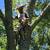 Tree trimming/climber/arborist 13 thumbnail